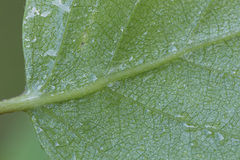 Betula × aurata
