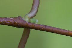 Betula × aurata