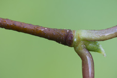 Betula × aurata