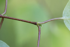 Betula × aurata