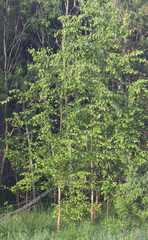 Betula × aurata