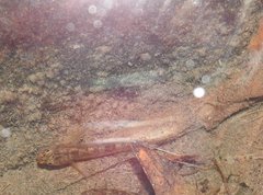 Rhinogobius duospilus