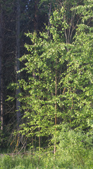 Betula × aurata