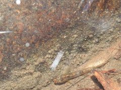 Rhinogobius duospilus