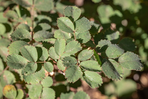 Rosa bridgesii, photograph 1