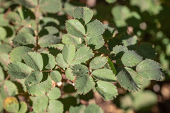 Rosa bridgesii, photograph (c) Tim Messick, some rights reserved (CC BY)
