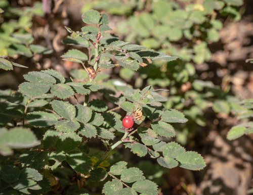 Rosa bridgesii