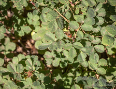 Rosa bridgesii, photograph (c) Tim Messick, some rights reserved (CC BY)