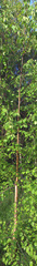 Betula × aurata