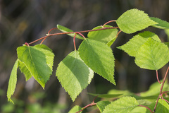 Betula × aurata