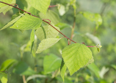 Betula × aurata