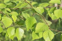 Betula × aurata