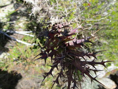 Berkheya cruciata cruciata