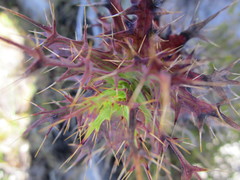 Berkheya cruciata cruciata