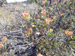 Adenanthos cuneatus