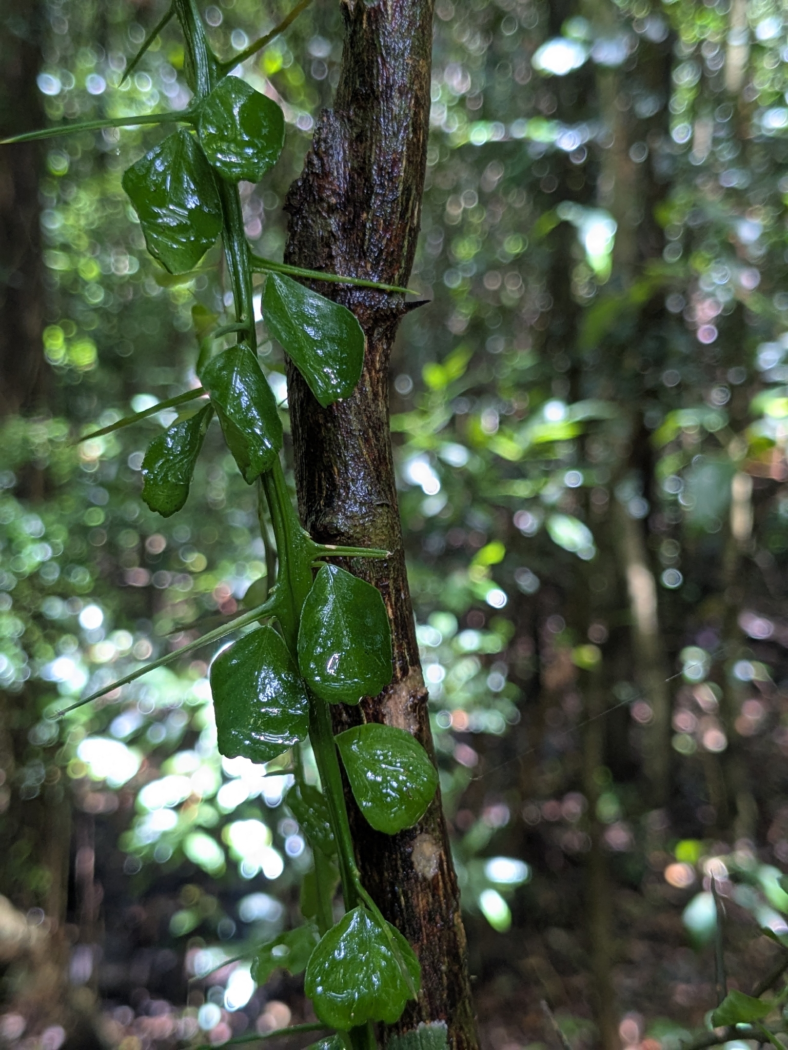 Finger lime