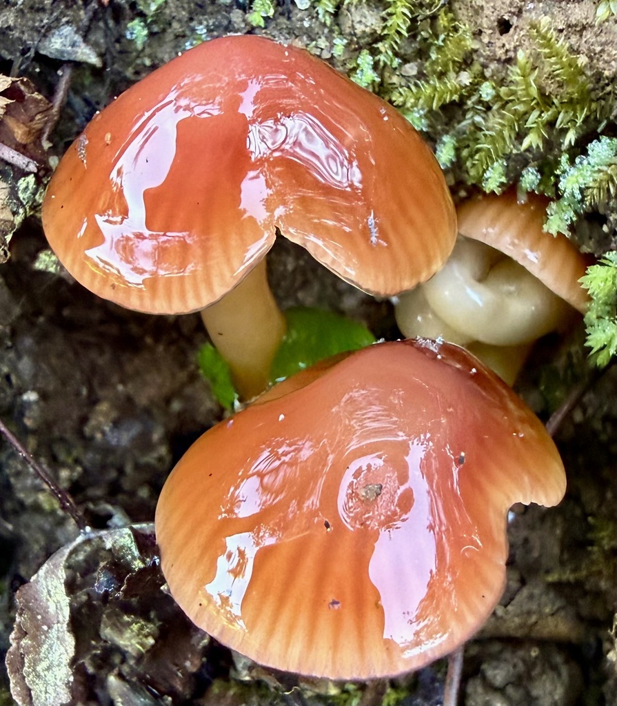 Gliophorus psittacinus · January 2026 · photo: © hllrnnr (iNaturalist, cc0)