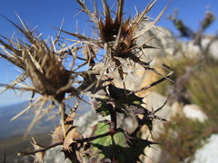 Berkheya cruciata cruciata