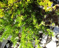 Cliffortia tuberculata