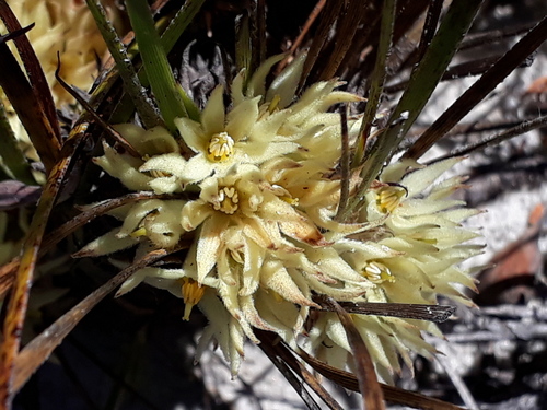 Conostylis breviscapa (Conostylis breviscapa)