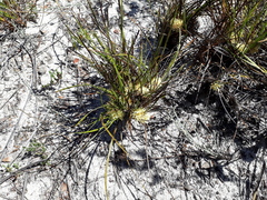 Conostylis breviscapa