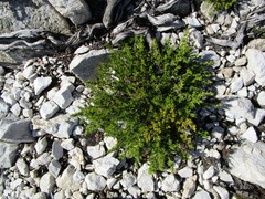 Cliffortia tuberculata