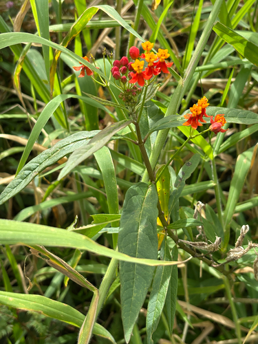 Asclepias curassavica observed 2026-01-19