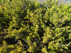 Cliffortia tuberculata