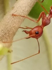 Oecophylla smaragdina