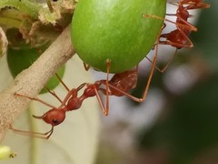 Oecophylla smaragdina