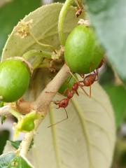Oecophylla smaragdina