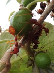 Oecophylla smaragdina