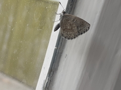 Zizina oxleyi