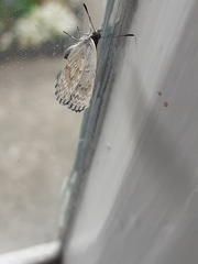 Zizina oxleyi
