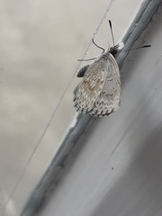 Zizina oxleyi