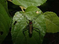 Pseudodeltaspis carolinae
