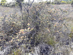 Adenanthos cuneatus
