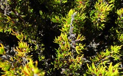 Cliffortia tuberculata