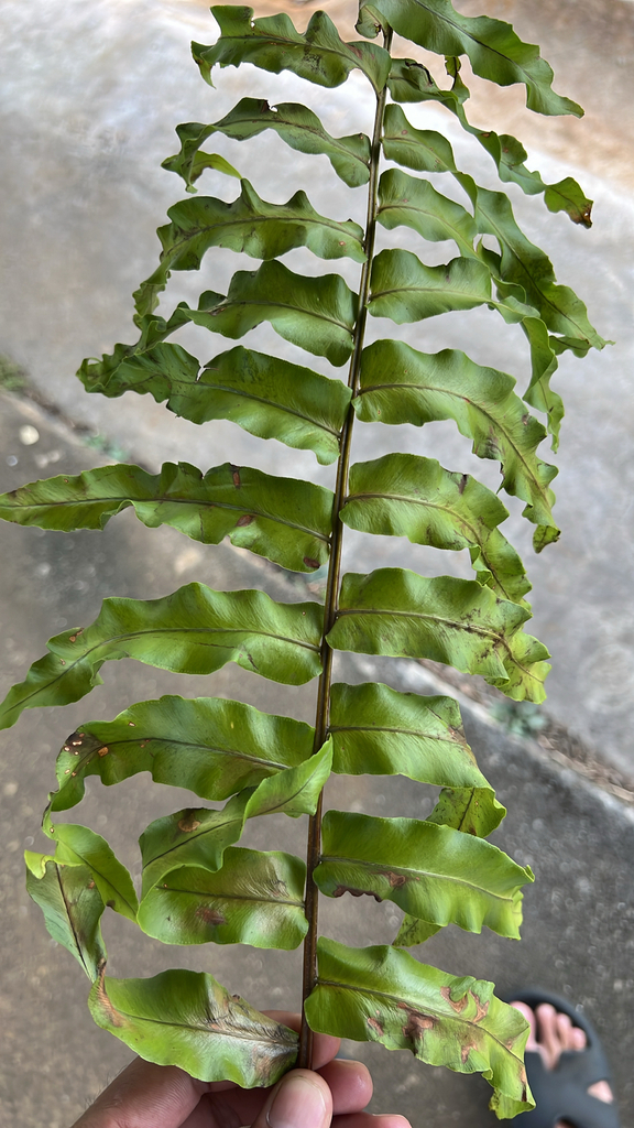 Fern Riffle sword ferns on January 20, 2026 at 12:54 PM by Trisden Sercy · iNaturalist