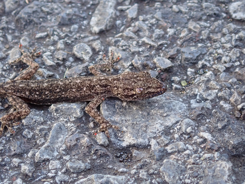 Hemidactylus frenatus observed 2026-01-19