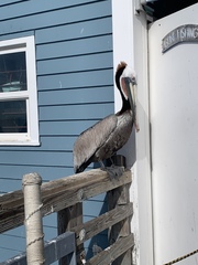 Pelecanus occidentalis