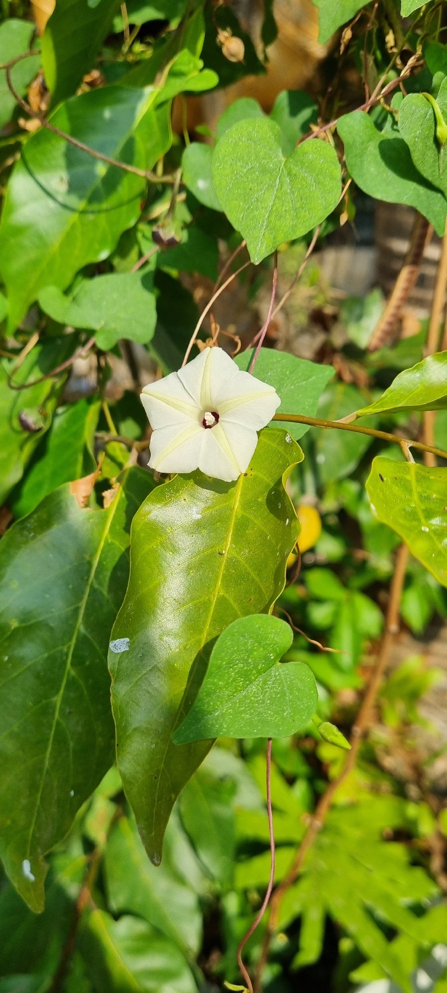 Ipomoea obscura (Ipomoea obscura)