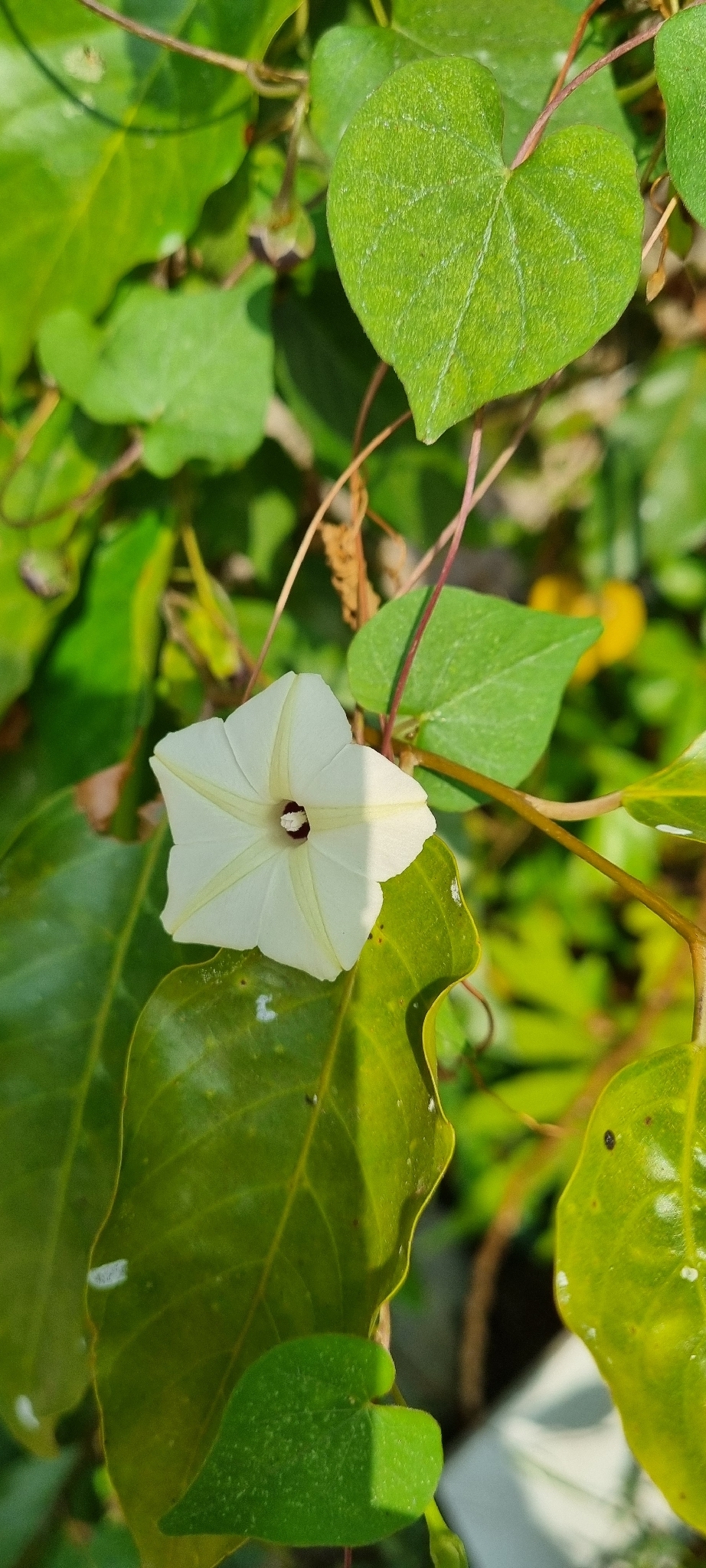 Ipomoea obscura — ảnh 2