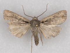 Protogygia lagena