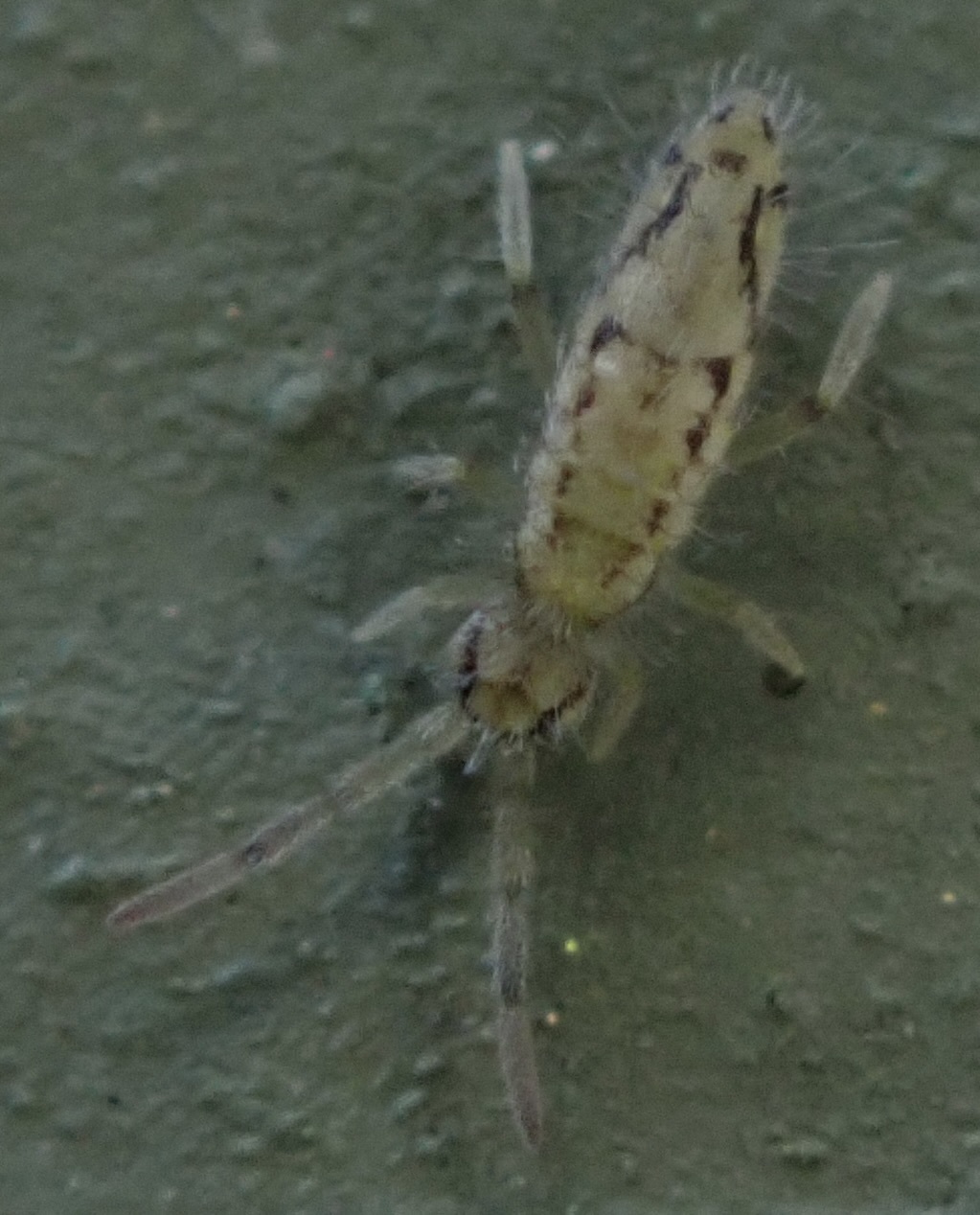Entomobrya katzi Jordana R & Baquero E, 2022
