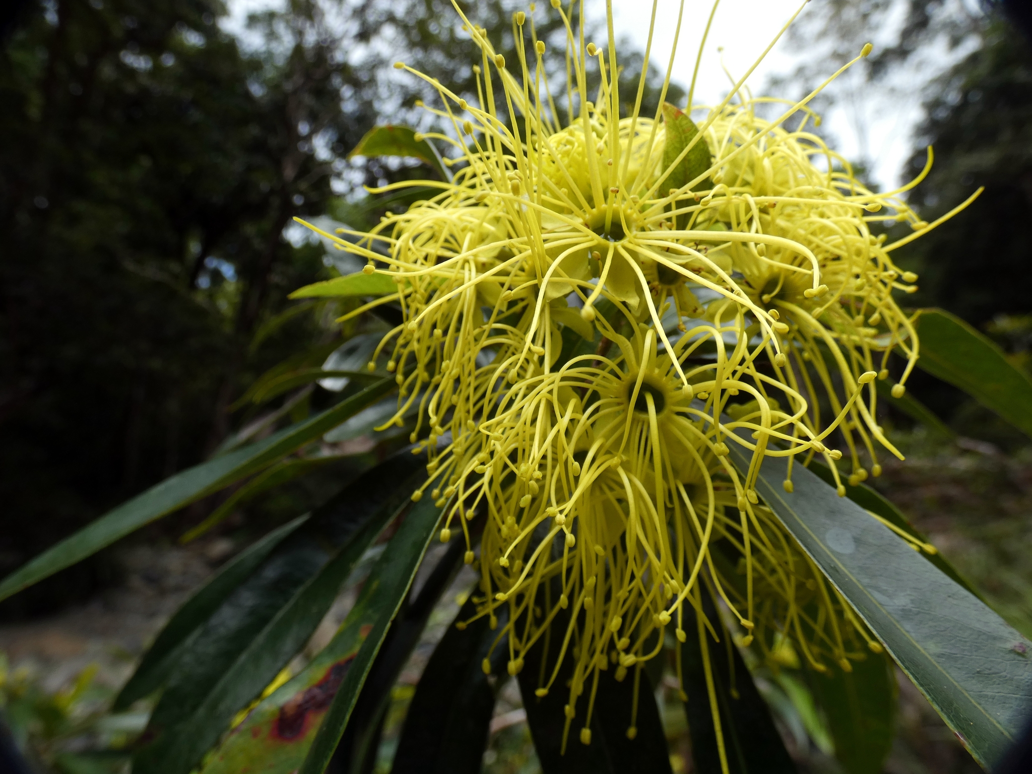Golden Penda (Xanthostemon chrysanthus)