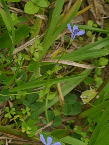 Lobelia quadrangularis, photograph 1