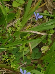 Lobelia quadrangularis, photograph (c) Scott W. Gavins, some rights reserved (CC BY)