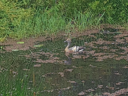 Plumed Whistling Duck (Dendrocygna eytoni), photo 6