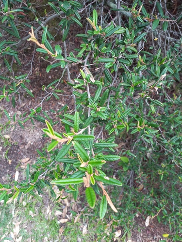 Pomaderris rugosa, 2026-01-18